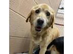 Adopt Lottie a Labrador Retriever / Mixed dog in Rocky Mount, VA (37154801)