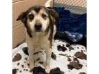 Adopt Bridget a Beagle / Terrier (Unknown Type, Medium) / Mixed dog in Rocky