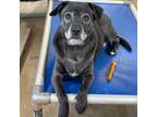 Adopt Gromet 98200036198624 a Labrador Retriever / Terrier (Unknown Type