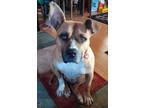 Adopt Jenny a American Pit Bull Terrier / Mixed dog in Warren, MI (37154826)