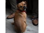 Adopt Junior a Tan/Yellow/Fawn Pug / Mixed Breed (Small) / Mixed dog in New