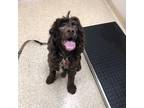 Adopt Buddy a Brown/Chocolate Mixed Breed (Small) / Spaniel (Unknown Type) /