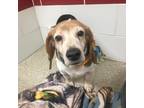 Adopt Willis a Brown/Chocolate Beagle / Mixed dog in Gloucester, VA (37154504)
