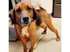 Adopt Bubba a Brown/Chocolate Beagle / Mixed dog in Gloucester, VA (37154503)