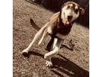 Adopt V-Raspberry a Husky / Australian Kelpie / Mixed dog in Tulsa