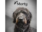 Adopt Mortie a Black Poodle (Standard) / Mixed dog in Union City, PA (37153893)