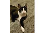 Adopt Darcy a Black & White or Tuxedo Domestic Shorthair (short coat) cat in