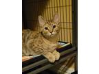 Adopt Lizzy a Tortoiseshell Domestic Shorthair (short coat) cat in Logan