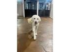 Adopt Dolly a Great Pyrenees / Mixed dog in Denver, CO (37153741)