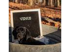 Adopt Venus a Black Hound (Unknown Type) / Labrador Retriever / Mixed dog in