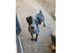 Adopt Rocco A Black - With White Border Collie / Australian Cattle Dog Dog In