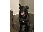Adopt Bella a Black - with White German Shepherd Dog / Labrador Retriever dog in