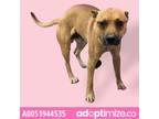 Adopt 51944535 a Tan/Yellow/Fawn Border Terrier / Mixed dog in El Paso