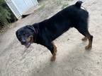 Adopt Diesel a Black - with Tan, Yellow or Fawn Rottweiler / Rottweiler / Mixed