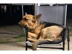 Adopt Gigi a Black - with White German Shepherd Dog / Mixed dog in Visalia