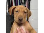 Adopt Buttercup a Doberman Pinscher / Mixed dog in Golden, CO (37152907)