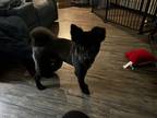 Adopt Shadow a Black Chow Chow / Pomeranian / Mixed dog in New York