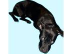 Adopt Bahgeera (Geera) a Black Terrier (Unknown Type, Medium) / American Pit