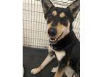 Adopt Mia a Black - with White Husky / Mixed dog in Richardson, TX (37151928)