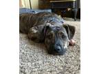 Adopt Matilda a Brindle - with White Mixed Breed (Medium) / Mixed dog in