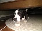 Adopt Petie a White - with Black Border Collie / Beagle / Mixed dog in