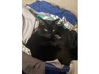 Adopt Thomas a All Black American Shorthair / Mixed (medium coat) cat in Mt