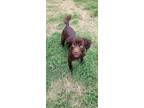 Adopt Greer a Shar Pei / Boykin Spaniel dog in Sidney, NE (37151745)