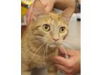 Adopt Beauty a Domestic Shorthair / Mixed cat in Salisbury, MD (37151563)