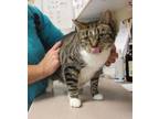 Adopt Karen a Domestic Shorthair / Mixed cat in Salisbury, MD (37151562)