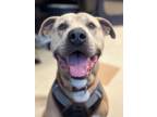 Adopt Zeus a Mastiff / Mixed Breed (Large) / Mixed dog in Santa Rosa