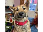 Adopt Luk a Shiba Inu / Mixed dog in Madison, WI (37151366)