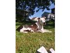 Adopt Bronson a Brindle - with White American Pit Bull Terrier / Mixed dog in