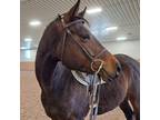 Adopt Shades of Roses a Thoroughbred / Mixed horse in Fairport, NY (37151183)