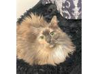 Adopt Minou a Tortoiseshell Norwegian Forest Cat (long coat) cat in Springfield