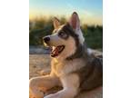 Adopt Zuzu a White - with Black Husky / Alaskan Malamute / Mixed dog in Oakland