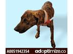 Adopt 51942354 a Brown/Chocolate Border Terrier / Mixed dog in El Paso