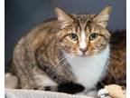 Adopt PERCY a Brown Tabby Domestic Shorthair / Mixed (short coat) cat in