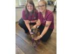 Adopt Rosie a Brindle Feist / Mixed dog in Salisbury, NC (37150596)