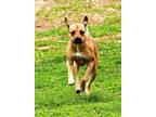 Adopt Joey a Tan/Yellow/Fawn Boxer / Mixed dog in Salisbury, NC (37150590)