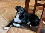 Adopt Sarabi a Black - with White Labrador Retriever / Mixed dog in Monroe
