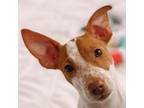 Adopt April A White - With Tan, Yellow Or Fawn Mixed Breed (Small) / Mixed Dog