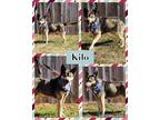 Adopt Kilo a Black - with Tan, Yellow or Fawn Husky / German Shepherd Dog /