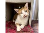 Adopt Chandler a Domestic Shorthair / Mixed cat in Silverdale, WA (37149810)