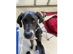 Adopt Gracie a Black - with White Great Dane / Mixed dog in Hampton