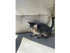 Adopt Thing 2 a Tiger Striped American Shorthair / Mixed (short coat) cat in