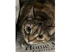 Adopt Kitt a Gray, Blue or Silver Tabby Domestic Shorthair (short coat) cat in