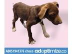 Adopt 51941365 a Tan/Yellow/Fawn Border Terrier / Mixed dog in El Paso