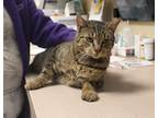 Adopt Whiskers a Domestic Shorthair / Mixed cat in Salisbury, MD (37149153)