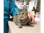 Adopt Nermal a Domestic Shorthair / Mixed cat in Salisbury, MD (37149152)