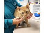 Adopt Garfield a Domestic Shorthair / Mixed cat in Salisbury, MD (37149151)